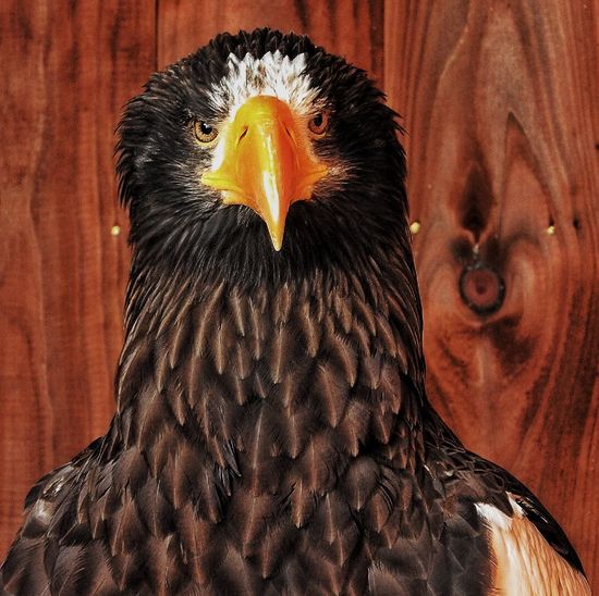 Close-up of steller sea eagle against wood