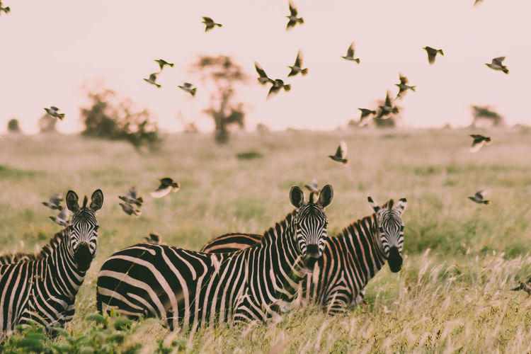 Zebra and flock of birds in a field 