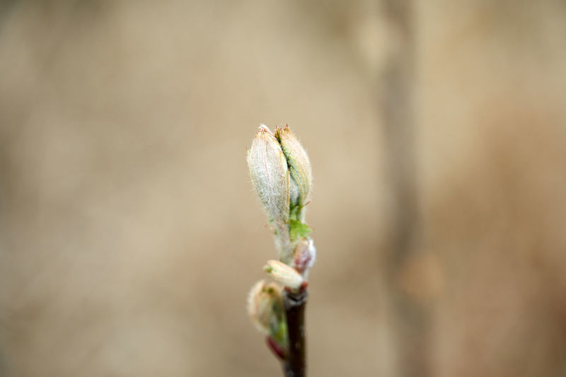 Close-up of white flower buds