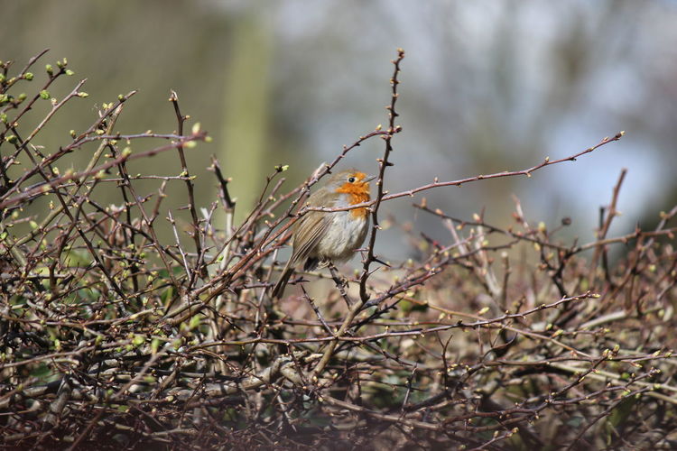 Close-up of bird perching on branch