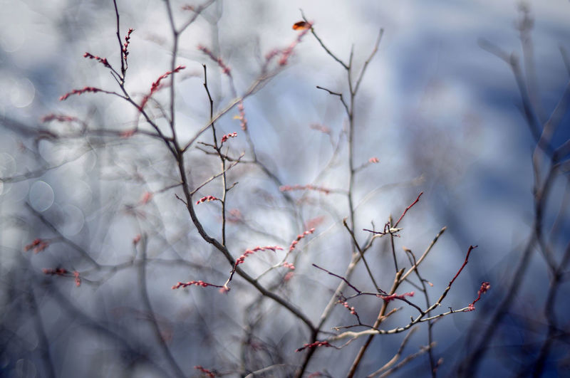 Close-up of bare tree during winter