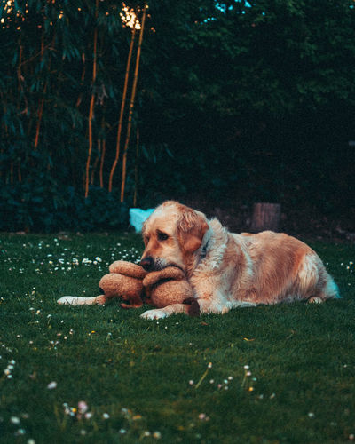 Dog resting on a field