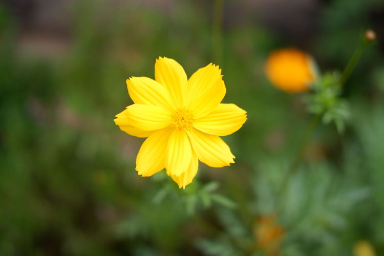 Close-up of yellow cosmos flower