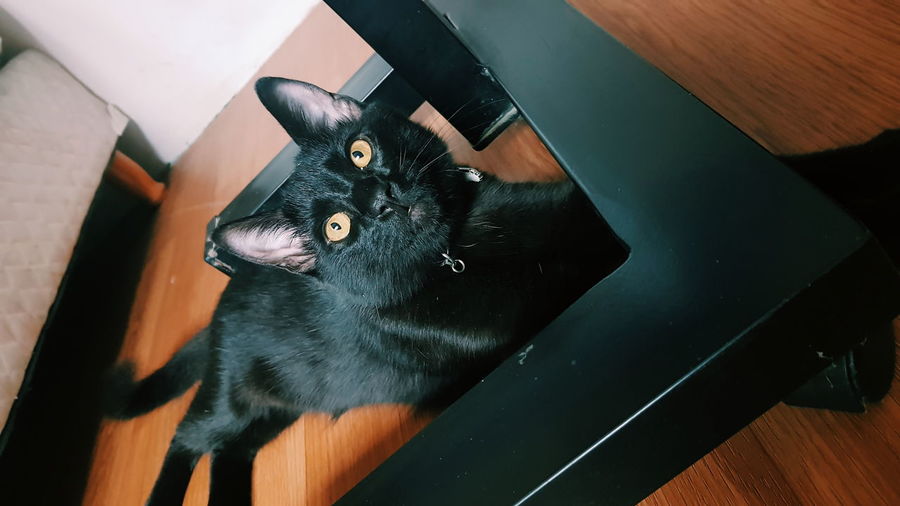 High angle portrait of black cat on table