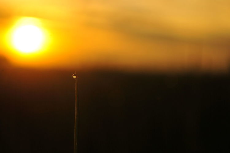 Close-up of plant stem with raindrop during sunset