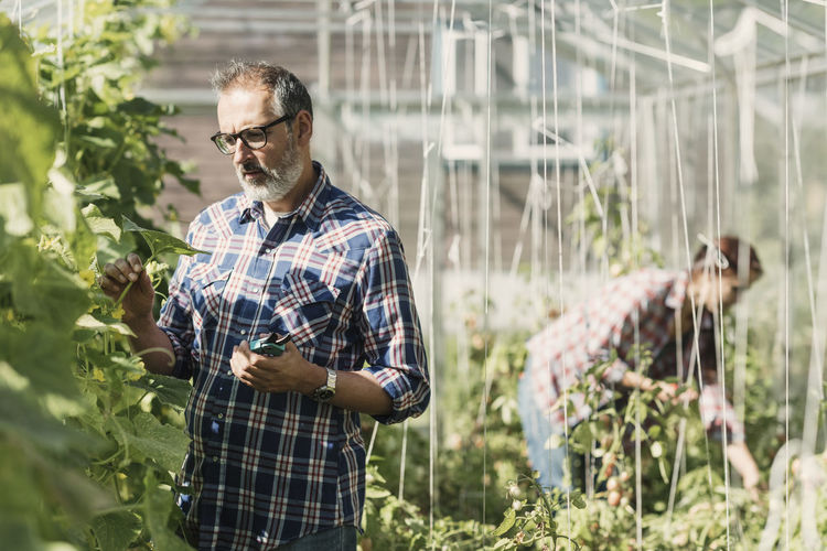Mature farmer checking plants with coworker working in greenhouse