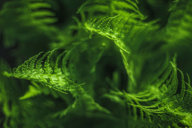 Full frame shot of fresh green fern leaves