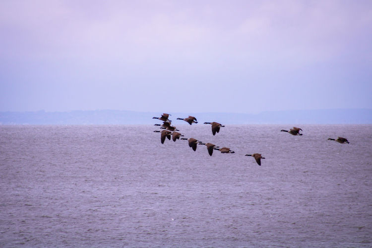 Geese flying over sea during dusk