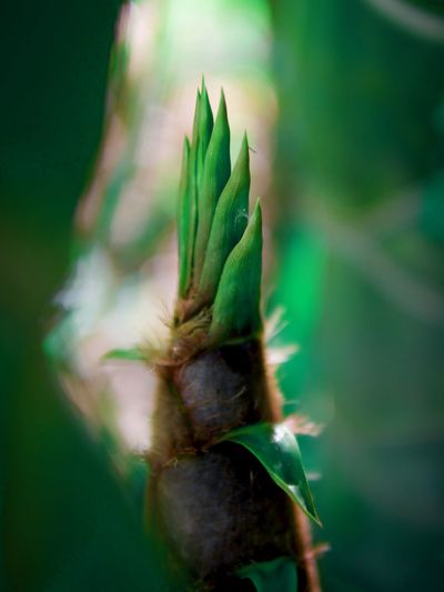 Close-up of bamboo sprout