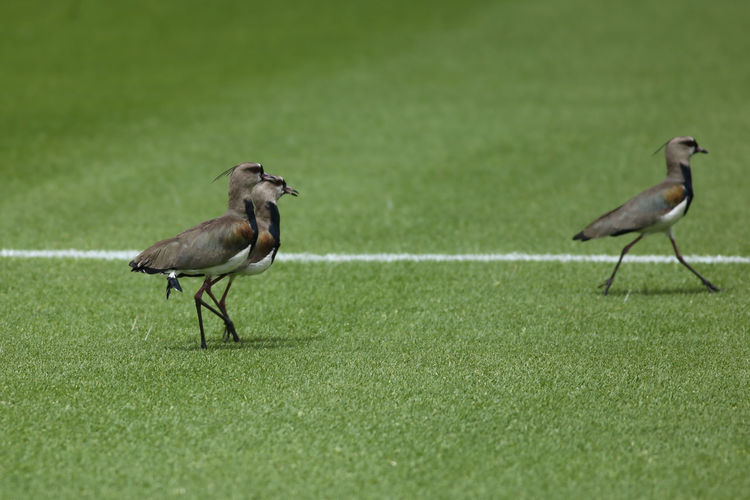 Ducks on a field