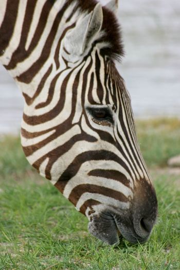 Closeup portrait of wild burchell's zebra equus quagga burchellii grazing in etosha namibia.