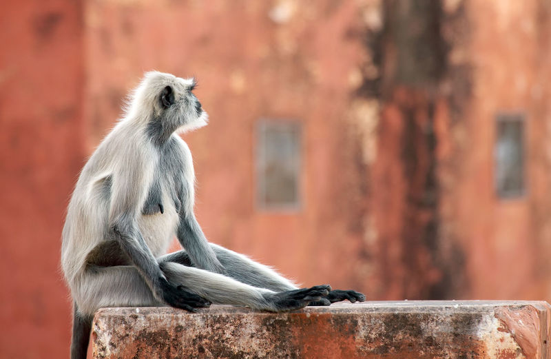 Langur looking away while sitting on wall at jaigarh fort