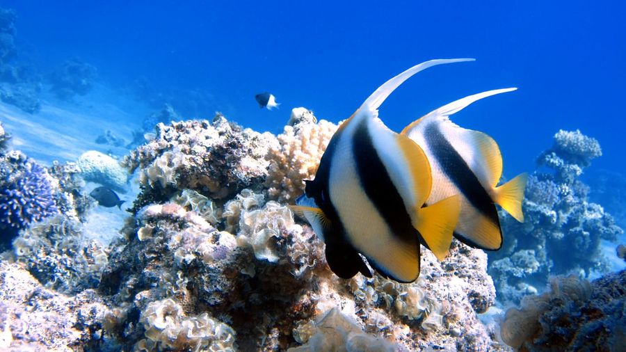 Banner fish underwater of red sea in egypt