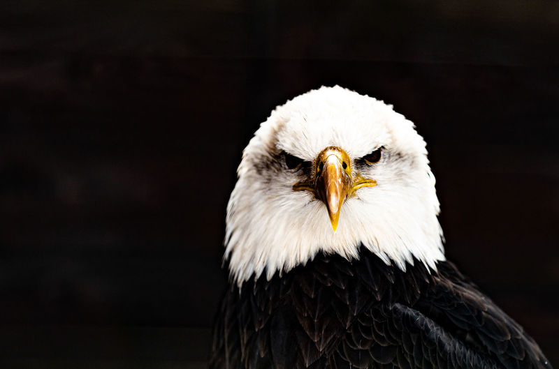 White head eagle