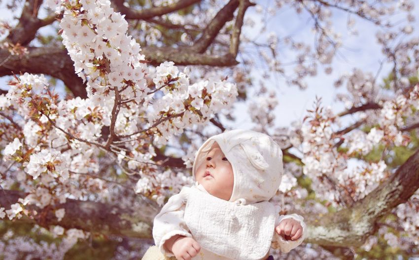 Low angle view of baby girl with cherry blossom tree
