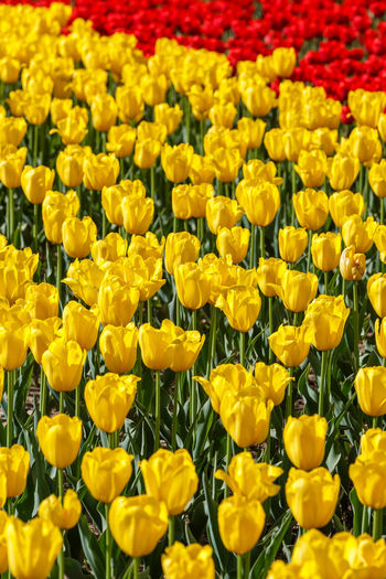 Flaccid yellow and few red tulips in the field - close-up full frame background with selective focus