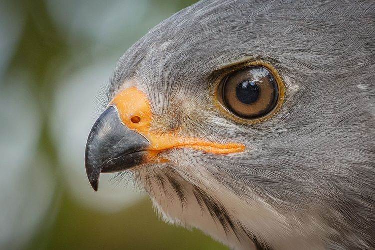 Close-up of a bird looking away