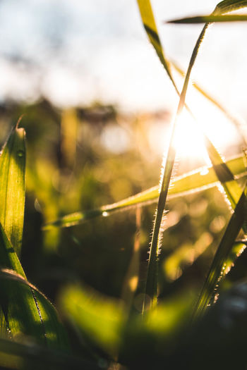 Close-up of dew on grass