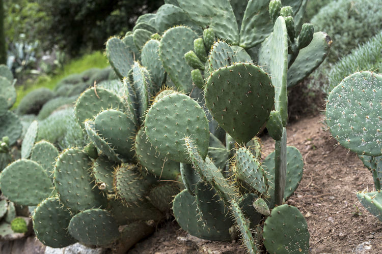 Close-up of cactus on field