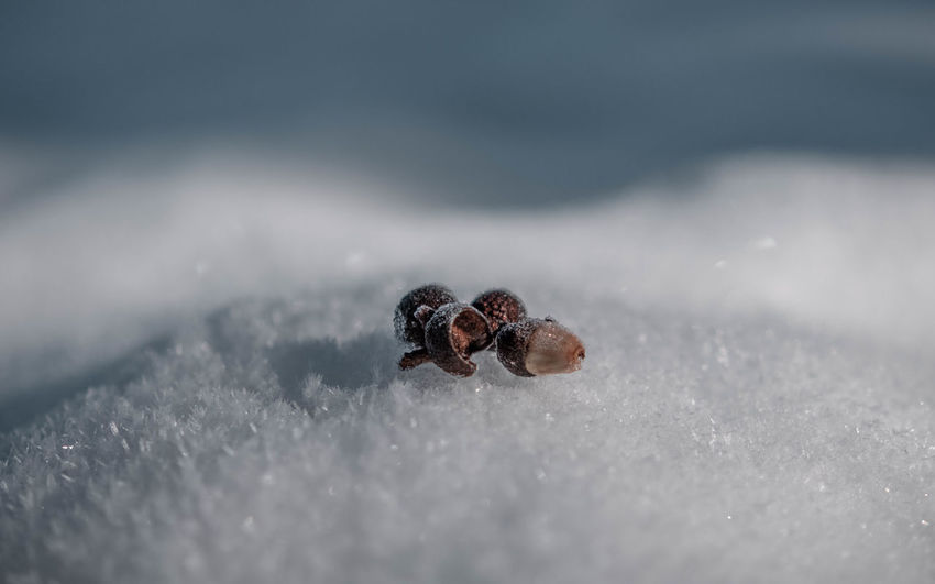 Close-up of insect on snow