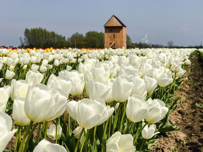 Close-up of tulip field against sky