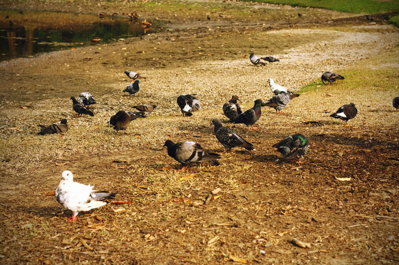 Birds on field