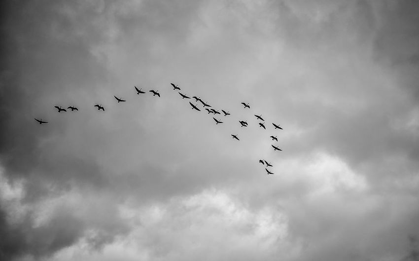 Low angle view of birds flying against cloudy sky