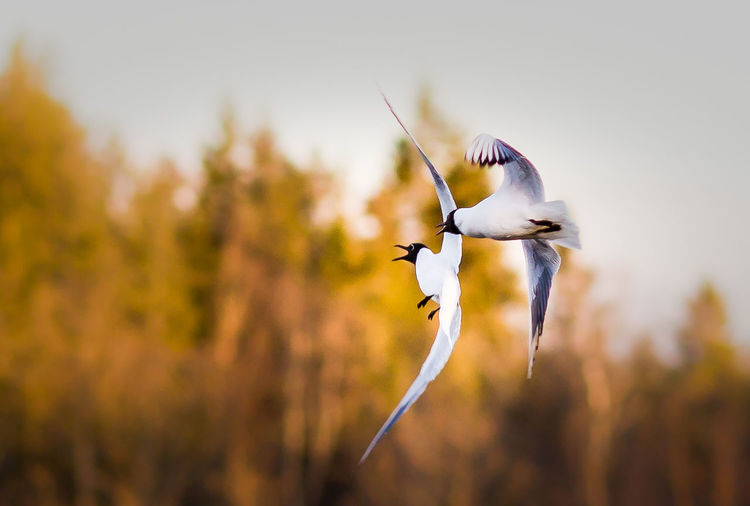Black-headed gulls flying against trees