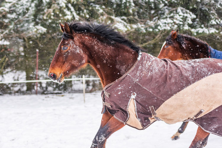 Galloping horse wearing a rug - a covering that protects the horse from the cold. day in winter.