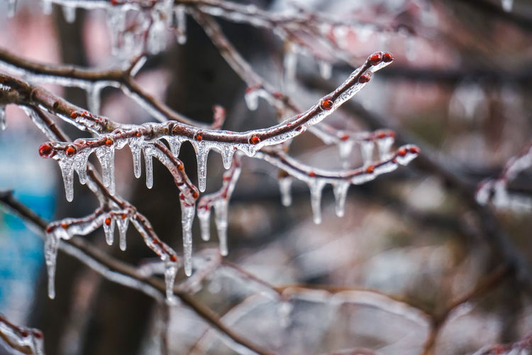 Close-up of icicles on branch during winter