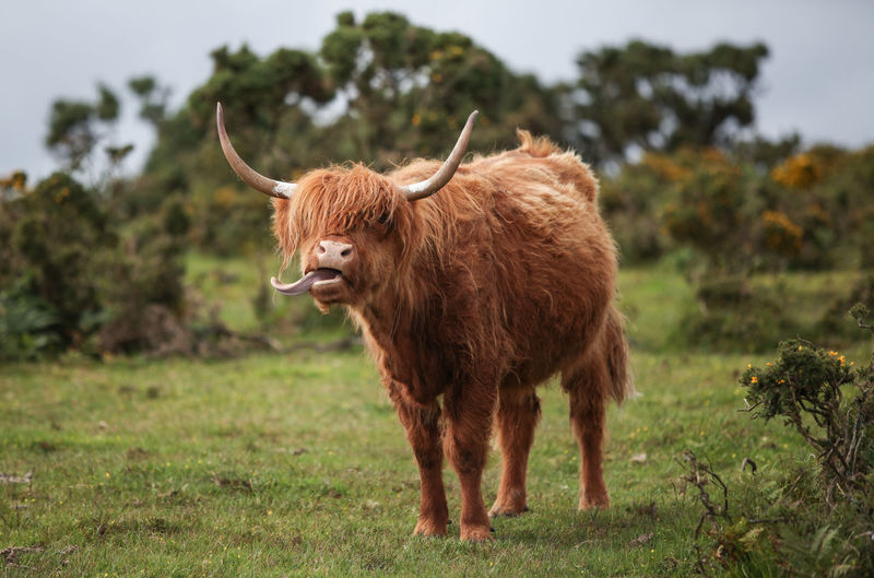 Highland Cattle pictures | Curated Photography on EyeEm