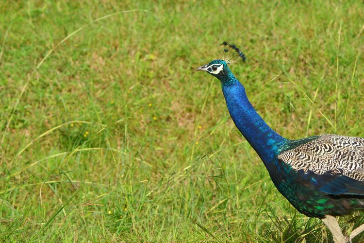 Side view of a peacock on field