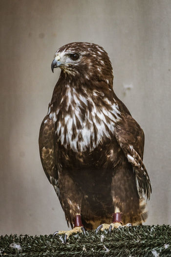 Close-up of bird perching outdoors