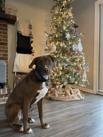 Adopted rescue puppy first christmas 