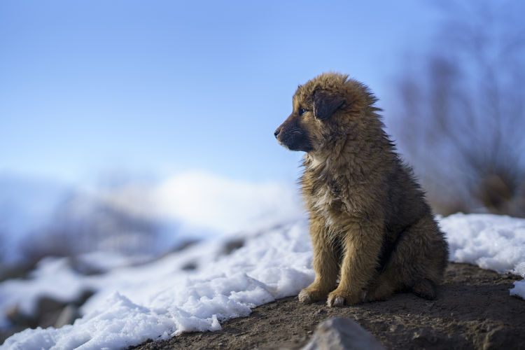 Dog on rock during winter