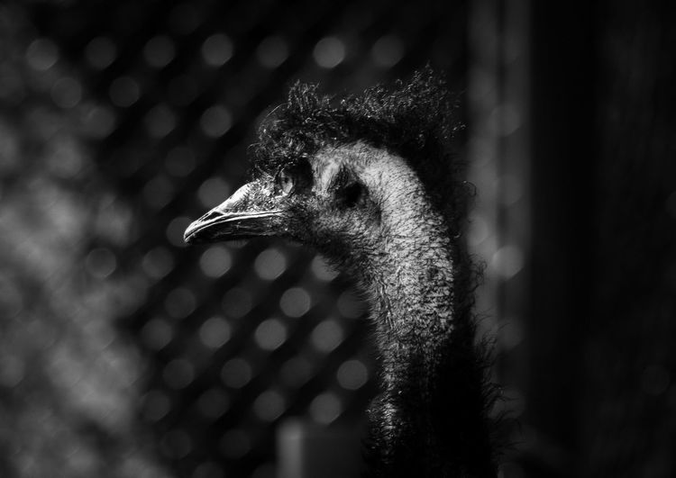 Close-up of an emu looking away