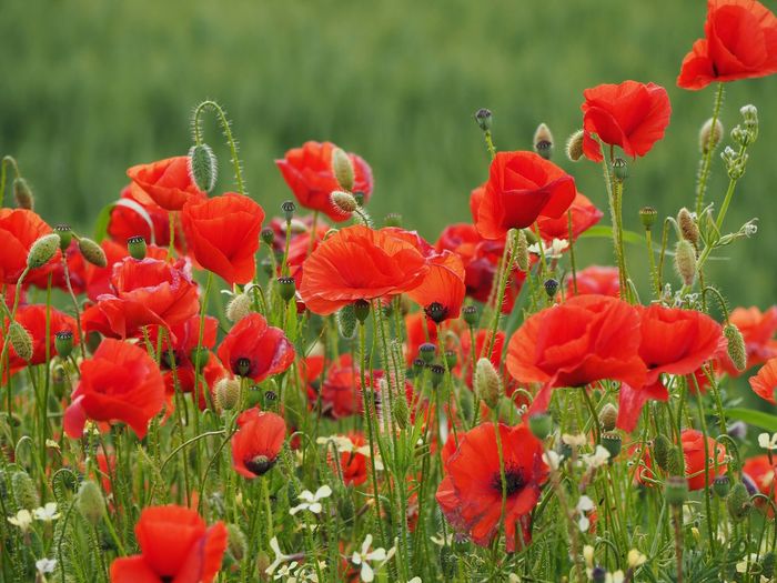 Close-up of poppies blooming on field