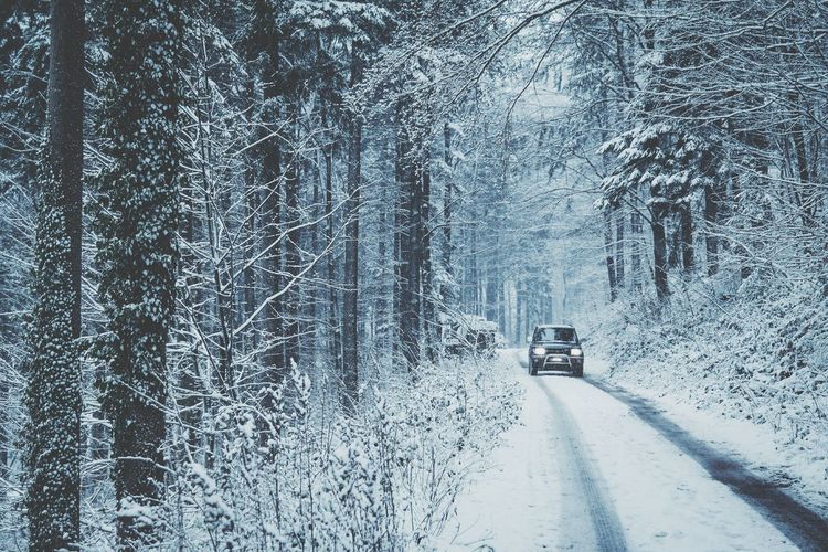 Car on road along trees during winter