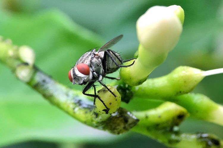 Close-up of housefly on bud