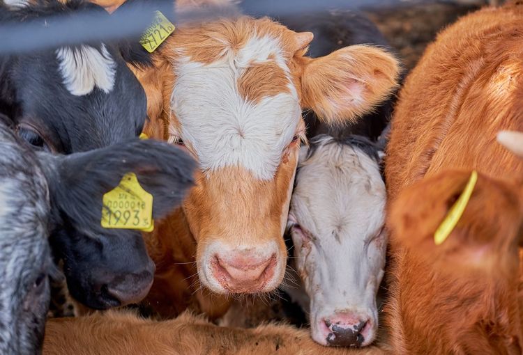 Close-up of cow