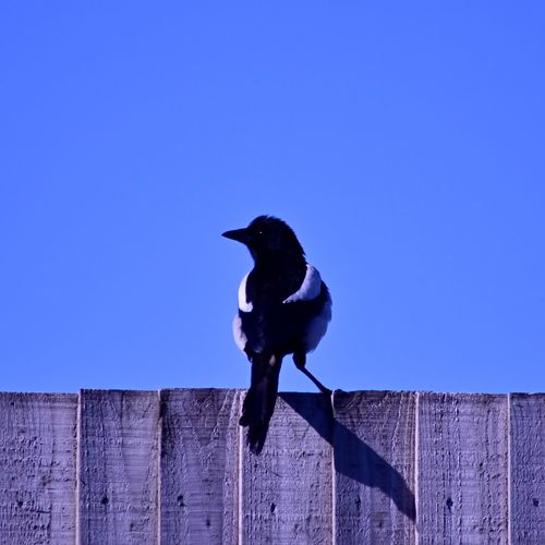  magpie perching against blue sky