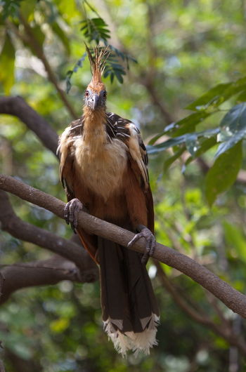 Bizarre colorful hoatzin opisthocomus hoazin sitting on branch looking directly at camera, bolivia.