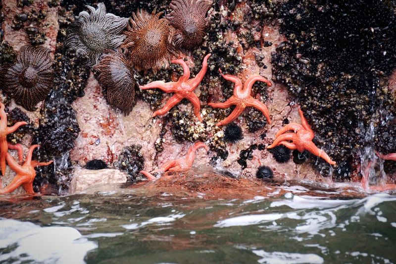 Starfish on cliff at shore