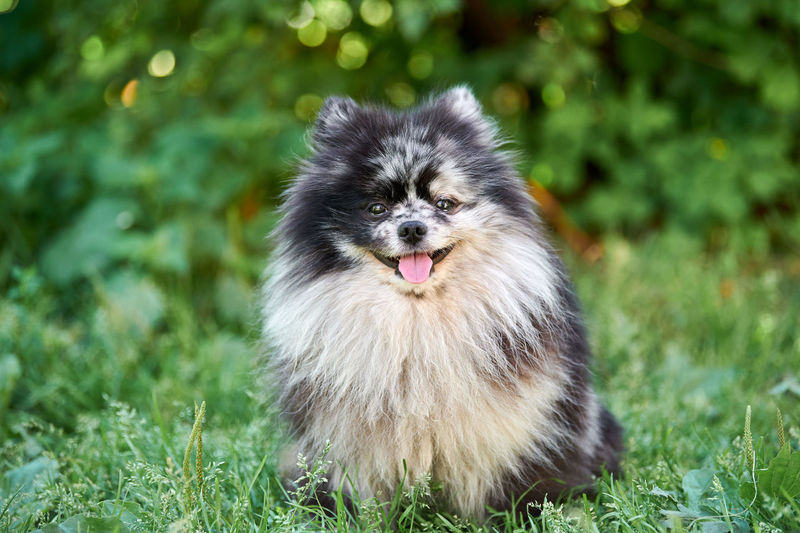 Pomeranian spitz dog in garden grass. cute pomeranian puppy on walk.  spitz pom dog