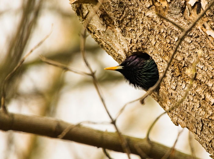 European starling sturnus vulgaris in a hollow. common starling poking head out of hollow