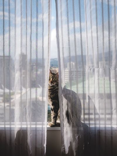 Portrait of cat sitting on window sill seen through curtains