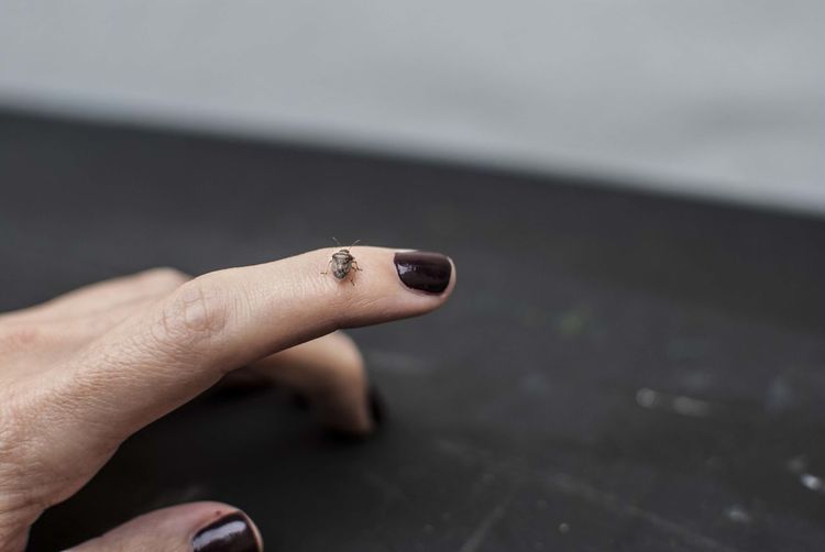 Close-up of bug on hand