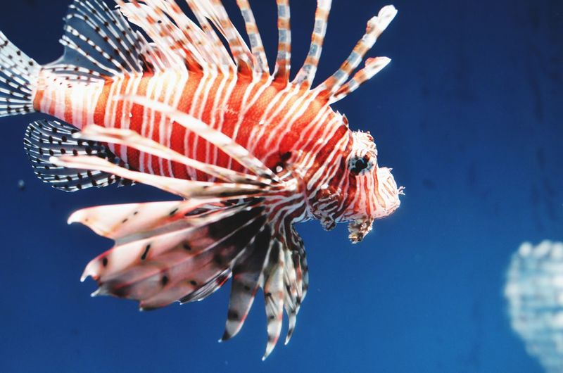 Close-up of lion-fish swimming in seascape