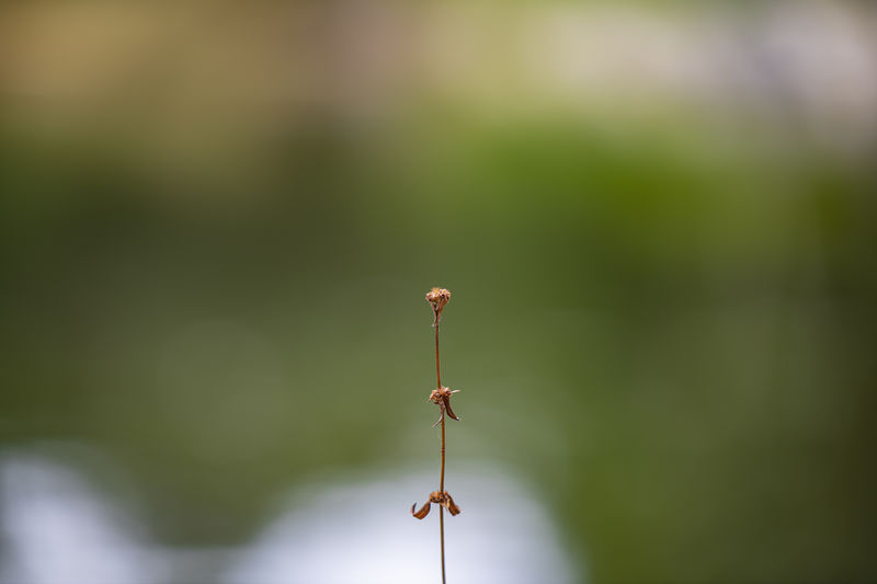 Close-up of a stick against blurred background