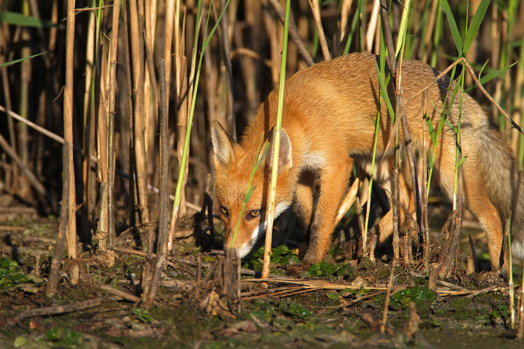 The red fox in the reeds, crna mlaka